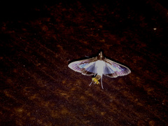 Diaphania hyalinata