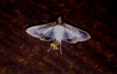 Diaphania hyalinata