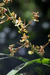 Oncidium bracteatum