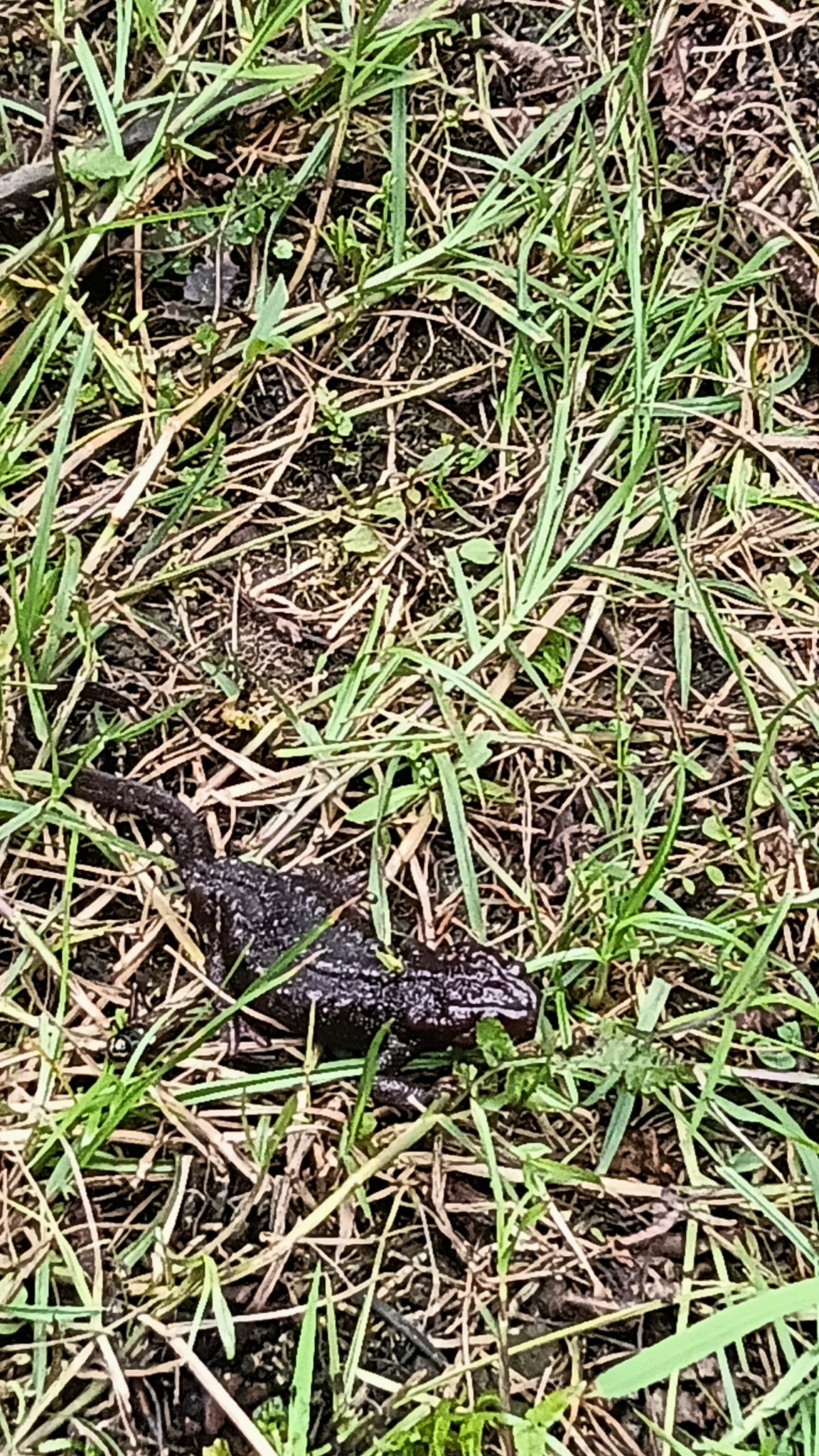 Himalayan Crocodile Newt