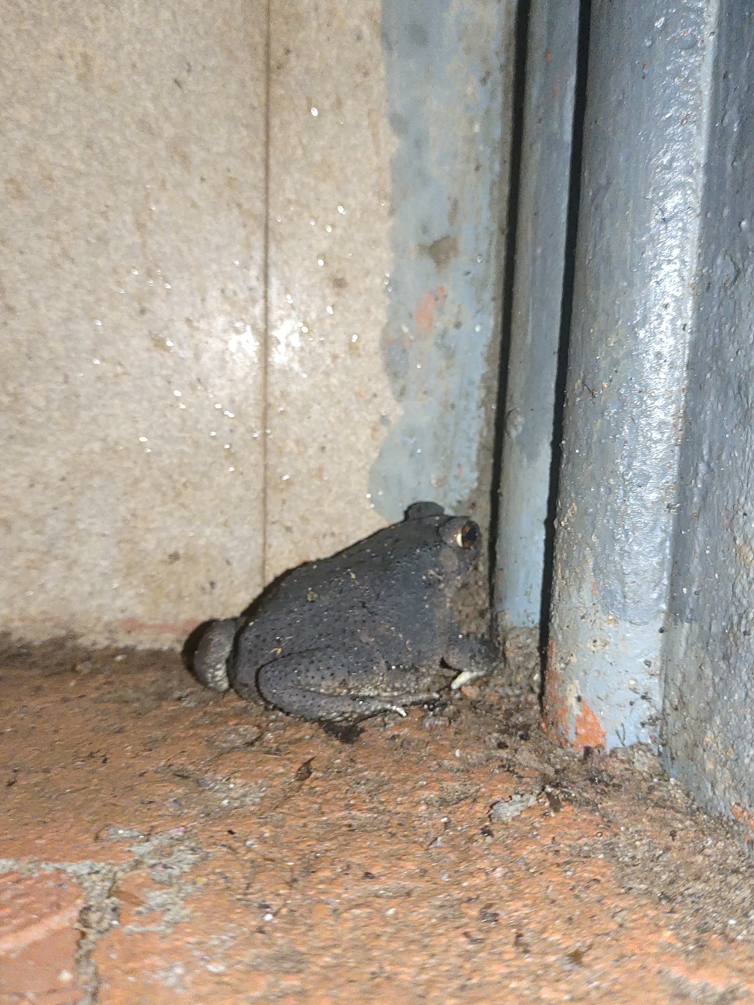 Indian Common True Toad