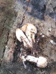 Coprinellus flocculosus