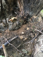 Coprinellus flocculosus