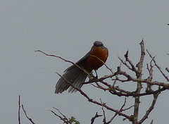 Melaenornis semipartitus