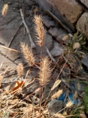 Setaria viridis
