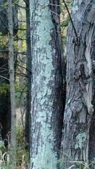 Fungi