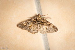 Alcis taiwanovariegata