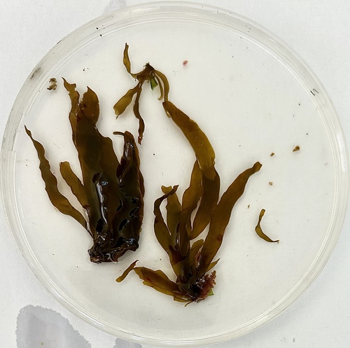Petalonia fascia observed 2025-05-21