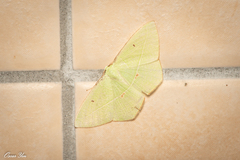 Tanaoctenia haliaria