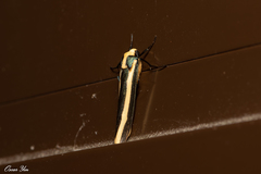 Chrysorabdia vilemani