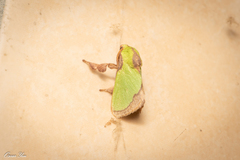 Parasa shirakii