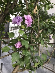 Hibiscus syriacus