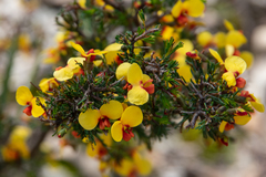 Dillwynia ramosissima