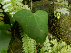 Solena amplexicaulis