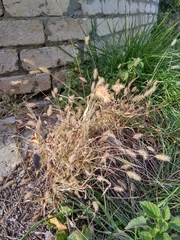Setaria viridis