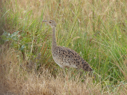 Black-bellied Bustard