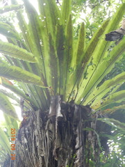 Thamnopteris