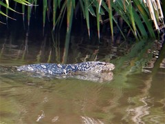 Varanus salvator salvator