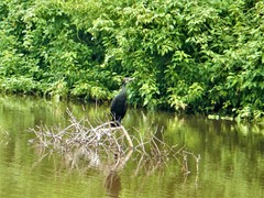 Phalacrocorax fuscicollis