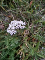 Achillea millefolium