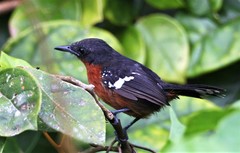 Microrhopias quixensis