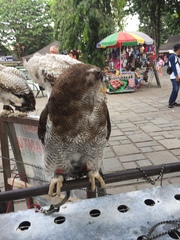 Strigiformes