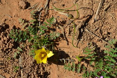 Romulea luteoflora