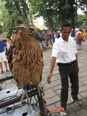 Strigiformes