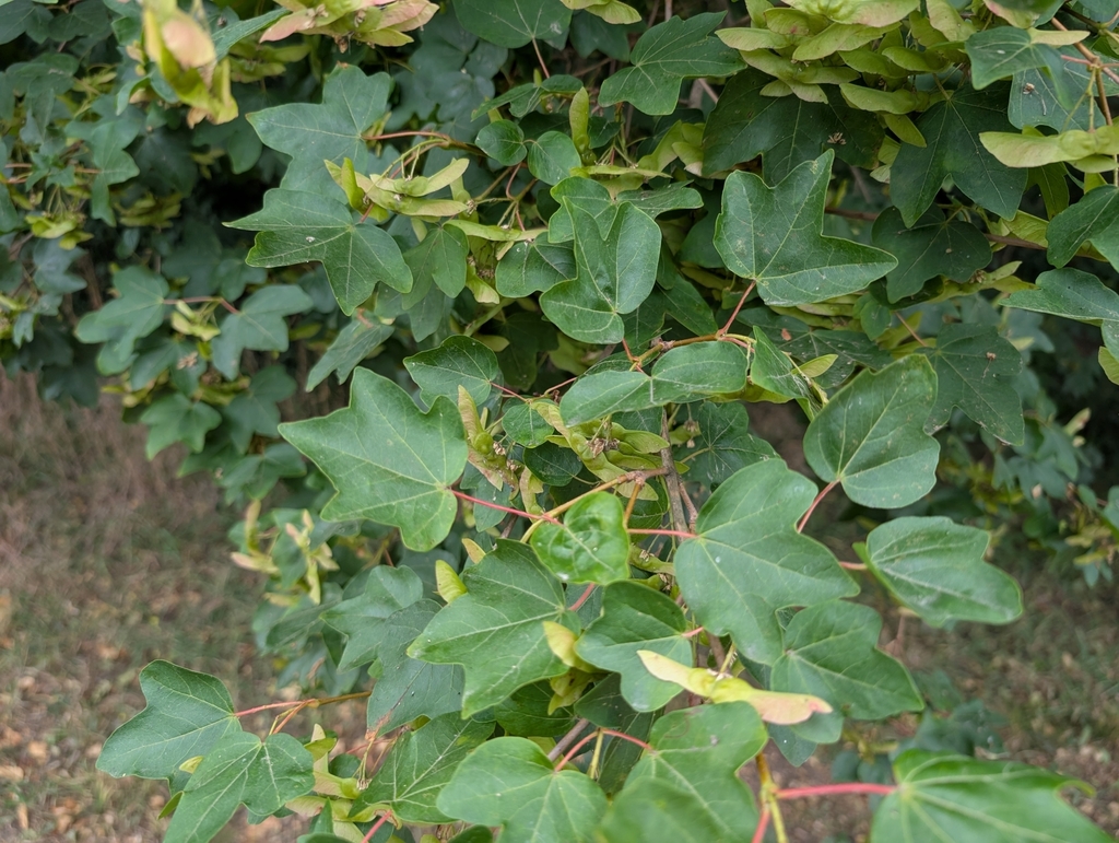 Acer campestre