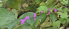 Callicarpa dichotoma