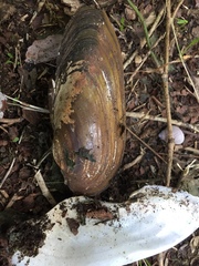 Unio elongatulus