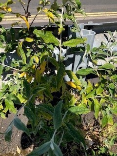 Buddleja