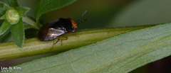 Geocoris varius