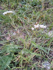 Achillea millefolium