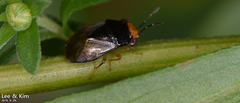 Geocoris varius