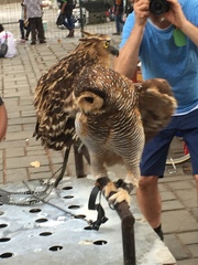 Strigiformes