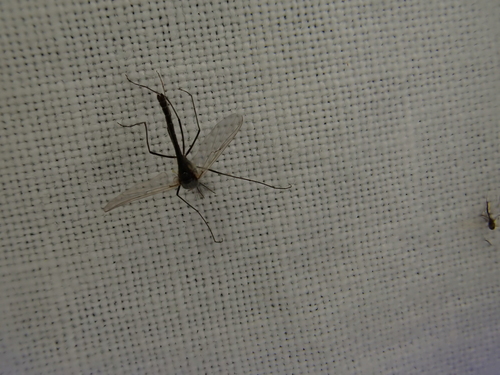 iNaturalist observation photo of Non-biting Midges