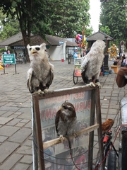 Strigiformes
