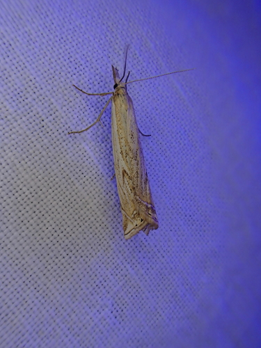 iNaturalist observation photo of Crambus