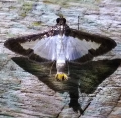 Diaphania hyalinata