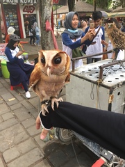 Strigiformes