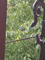 Thraupis ornata