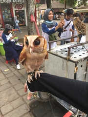 Strigiformes