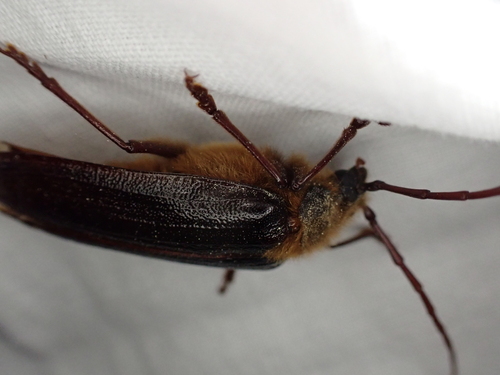 iNaturalist observation photo of Hairy Pine Borer