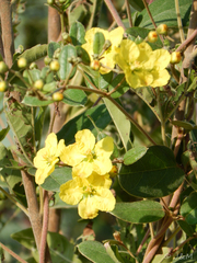 Sphedamnocarpus pruriens