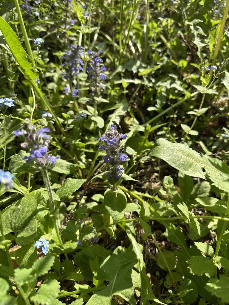 Ajuga