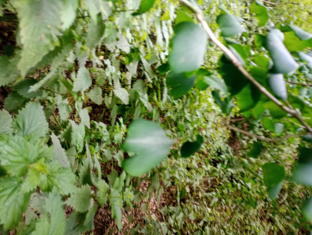 Ginkgo biloba