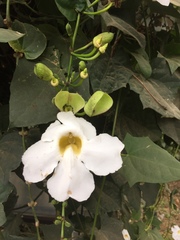 Thunbergia laurifolia