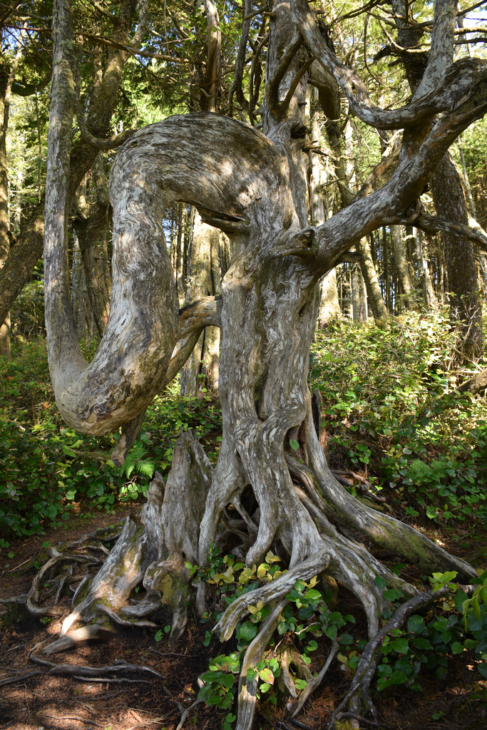 Taxus