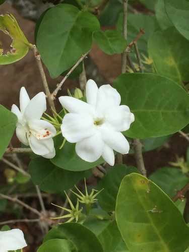 Jasminum sambac